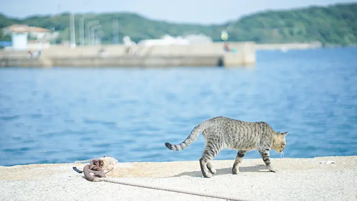 相島の猫の写真
