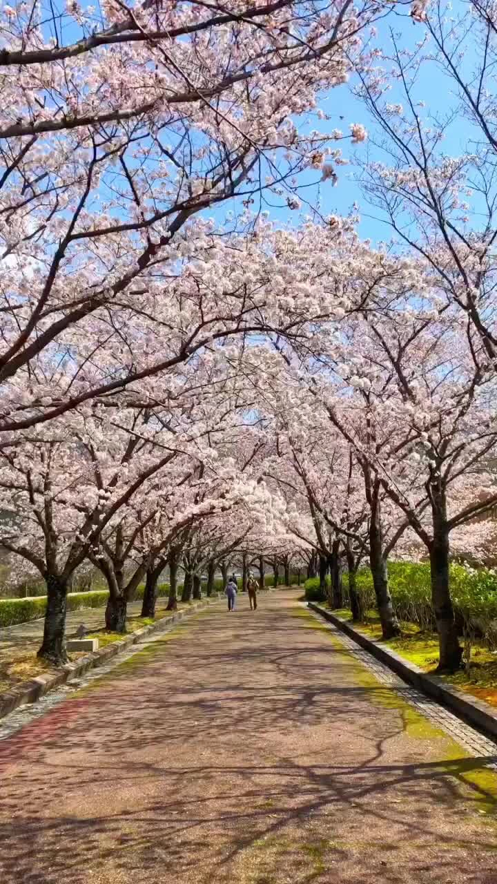 和らぎの道（桜並木）の写真