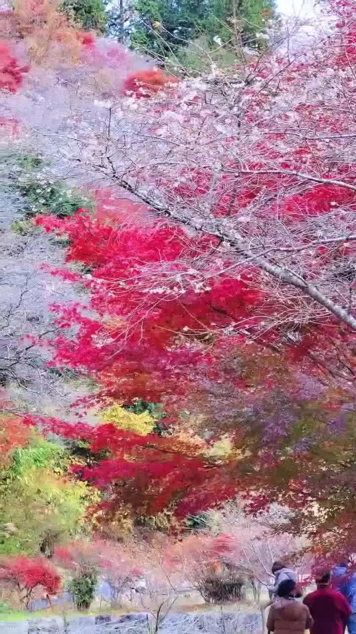 川見四季桜の里の写真