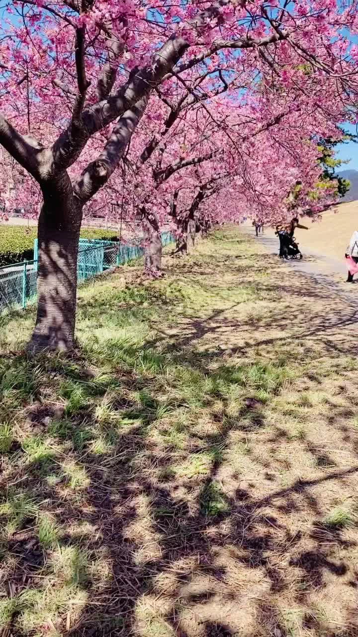 美和 桜並木の写真