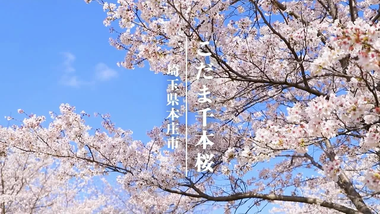 こだま千本桜の写真
