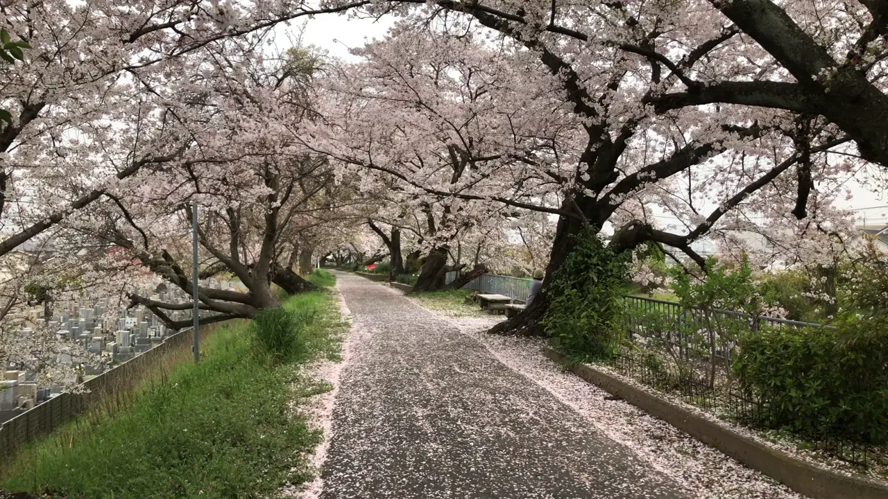 川沿いの桜の写真