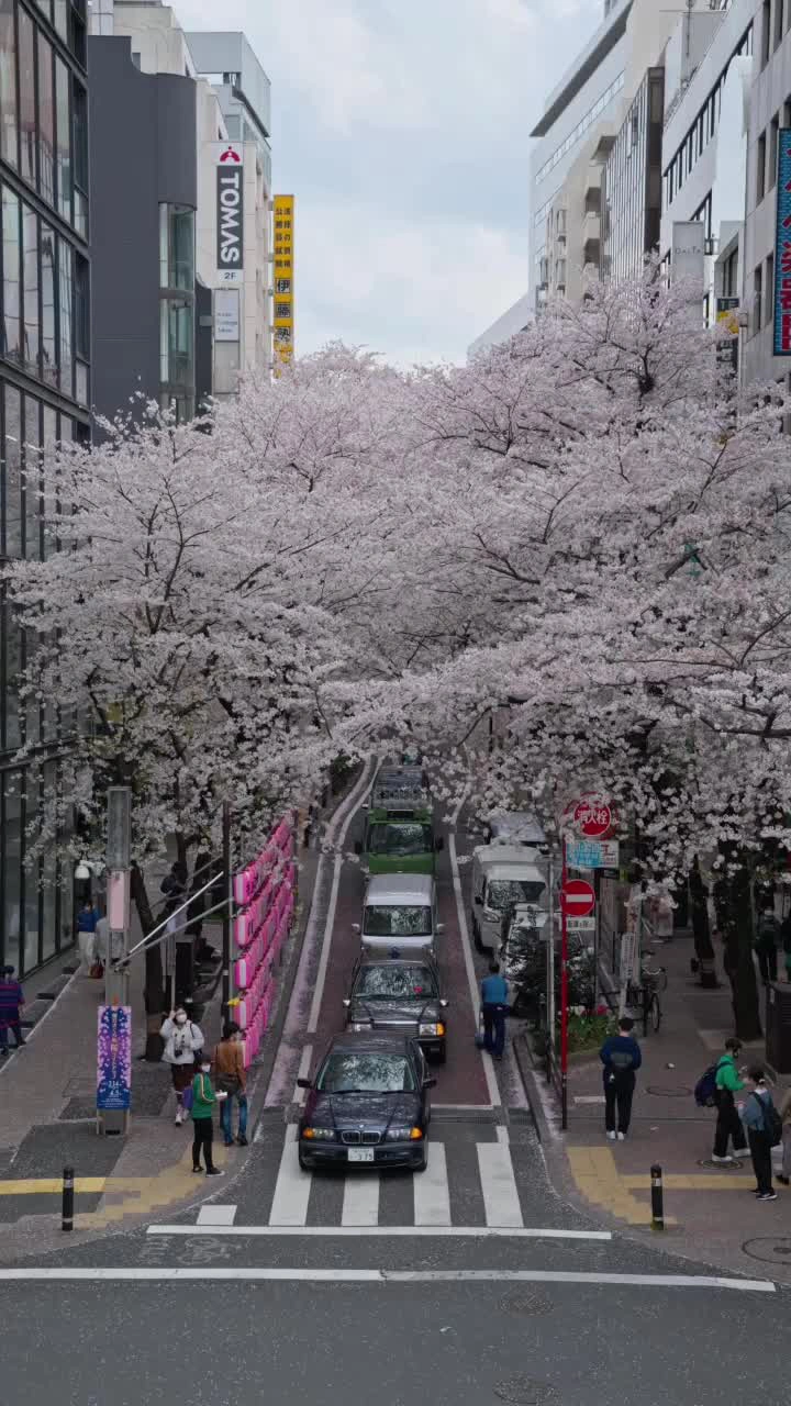 さくら坂の写真