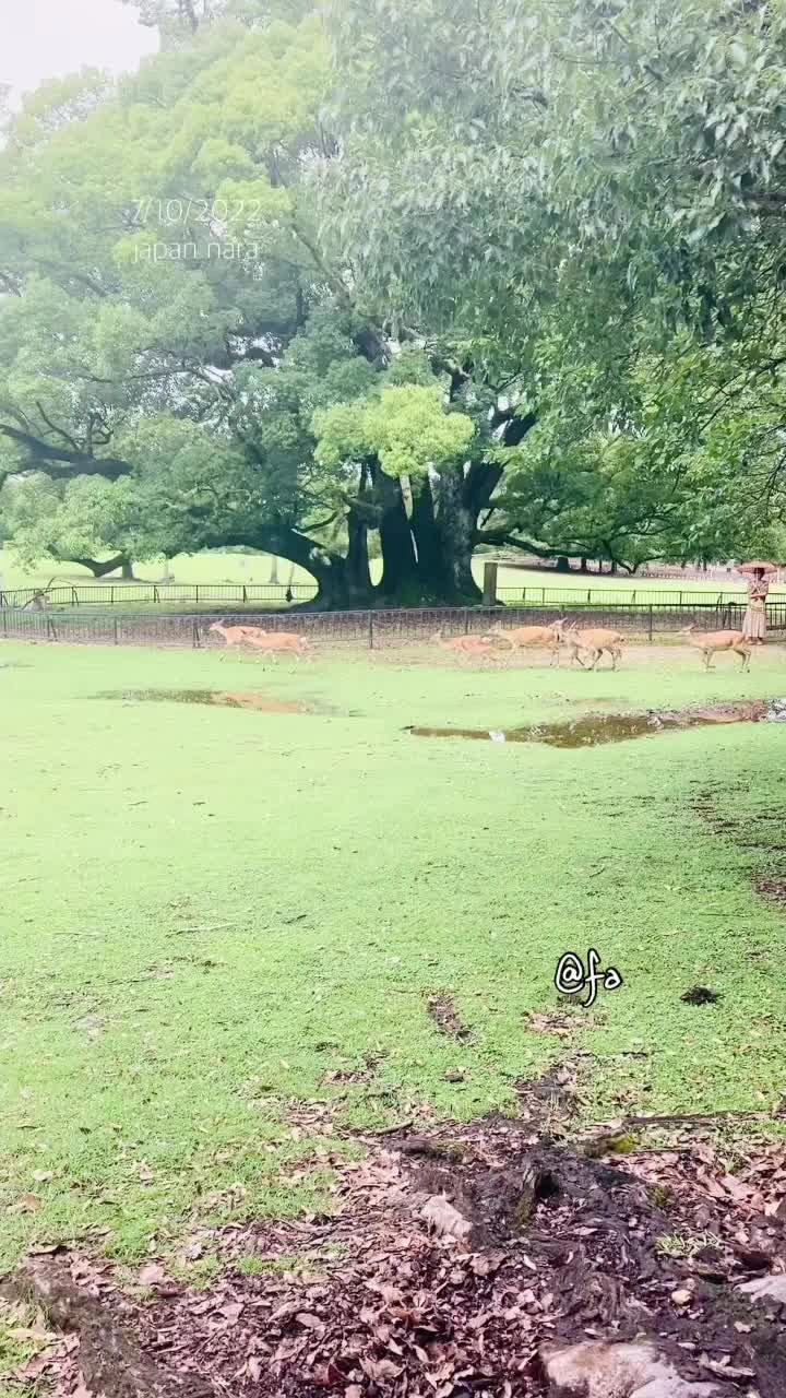 奈良公園の写真