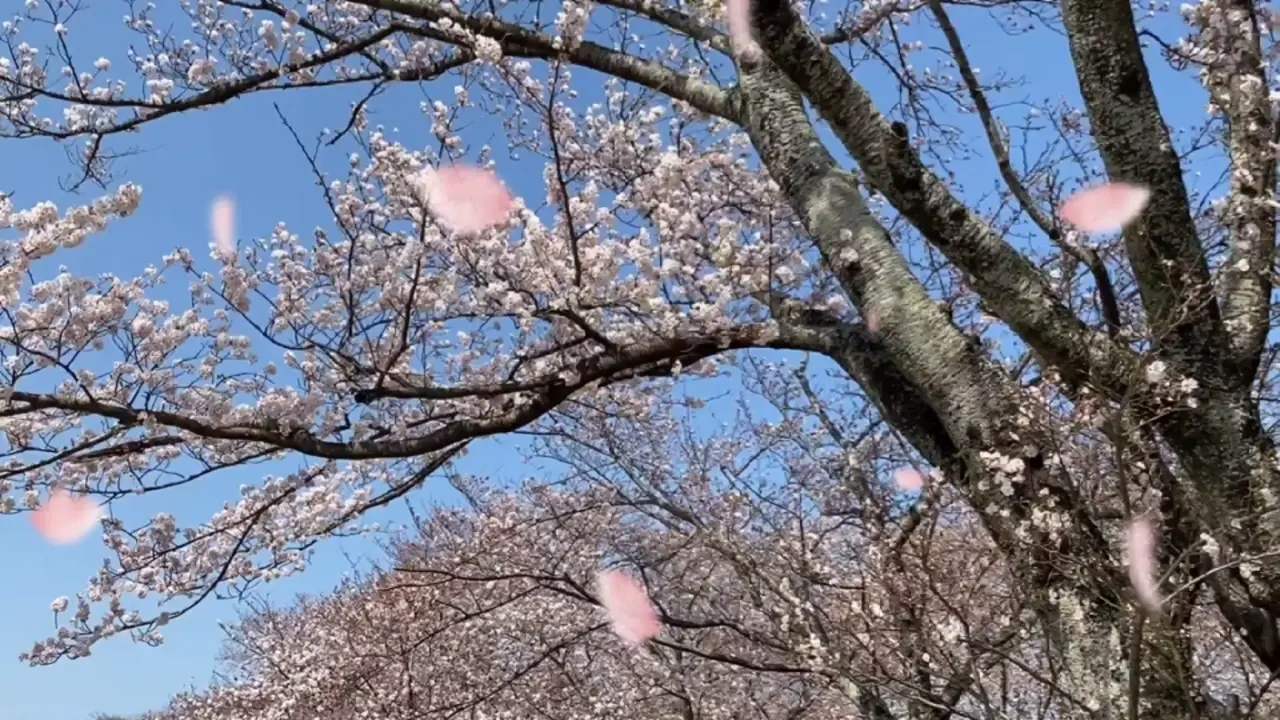 宮川の桜の写真