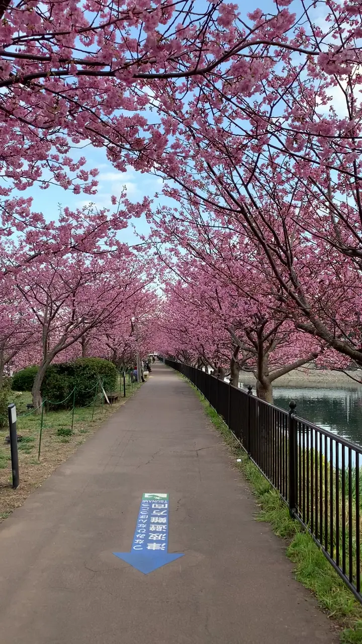河津桜並木の写真