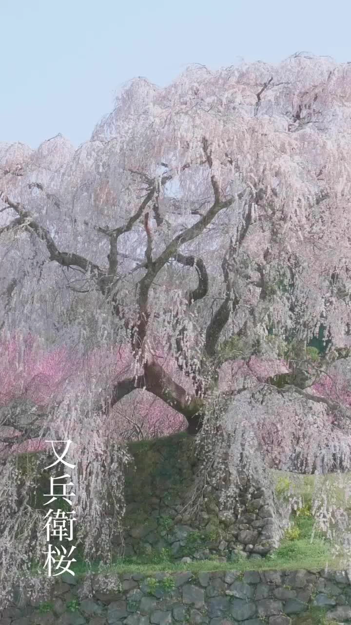 又兵衛桜の写真