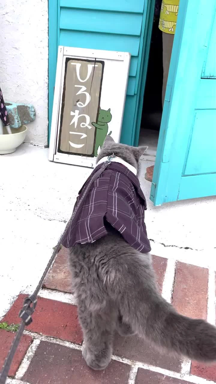 喫茶ひるねこの写真