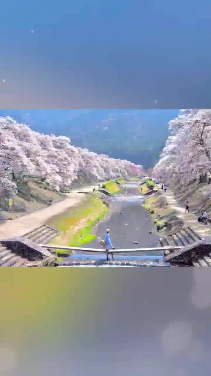 鮎河千本桜の写真