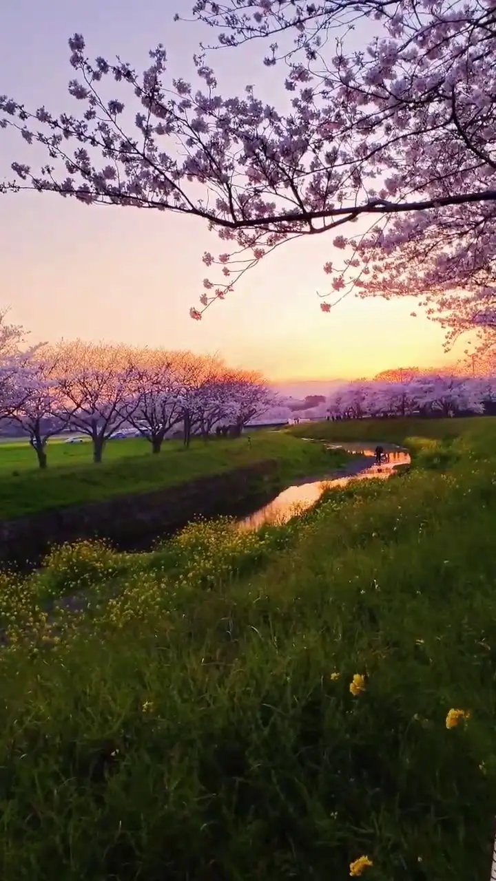 草場川の桜並木の写真
