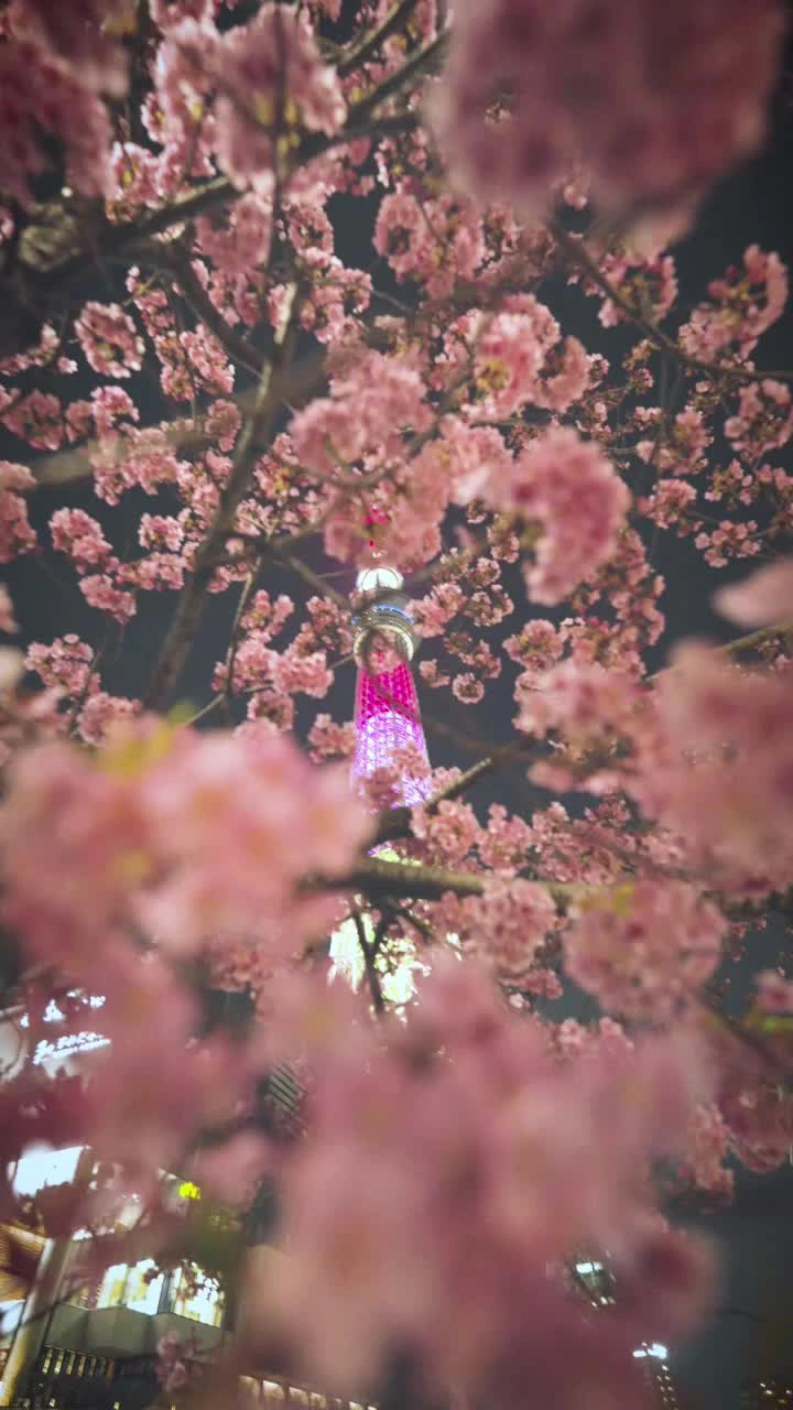 東京スカイツリーの写真