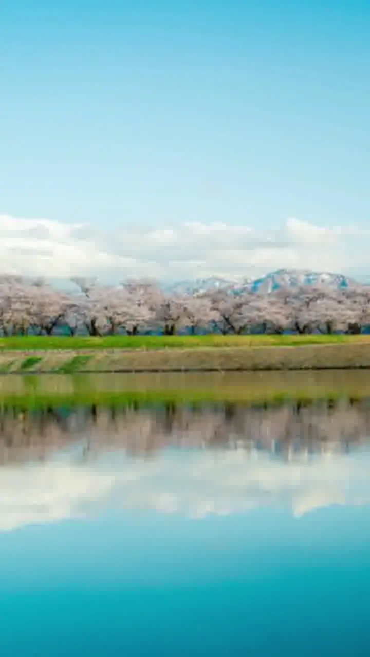 舟川べり桜並木の写真