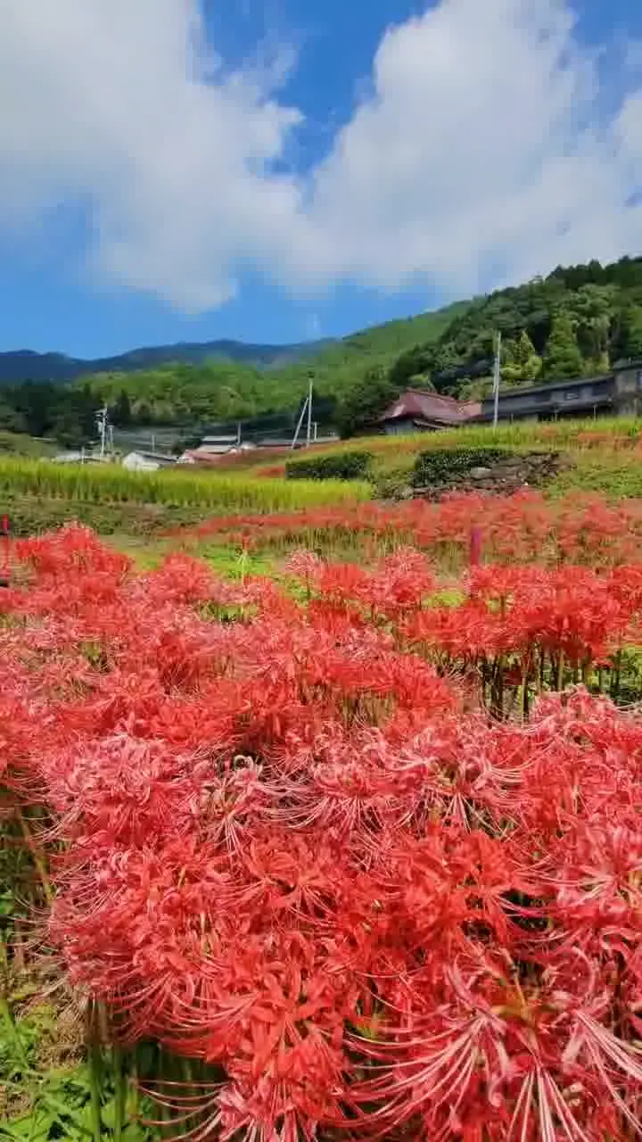 江里山の棚田 彼岸花の写真
