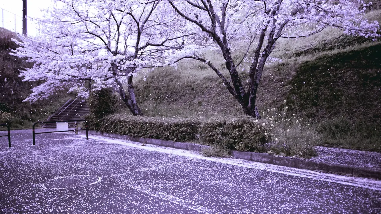 菊池公園の写真