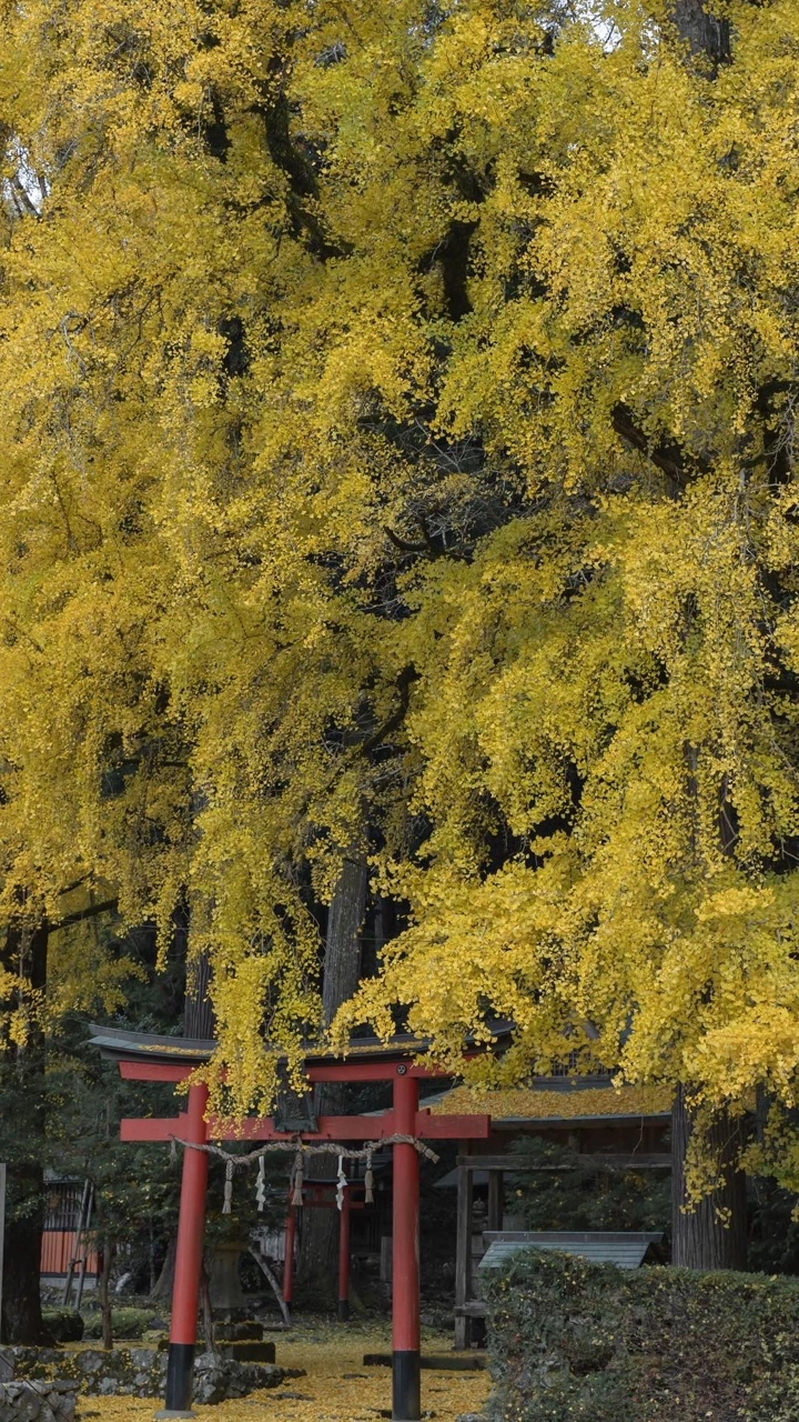 岩戸落葉神社の写真