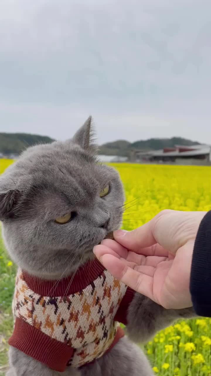 筵内 菜の花公園の写真