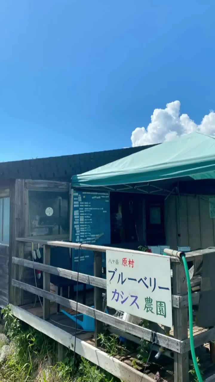 八ヶ岳原村ブルーベリーカシス農園の写真