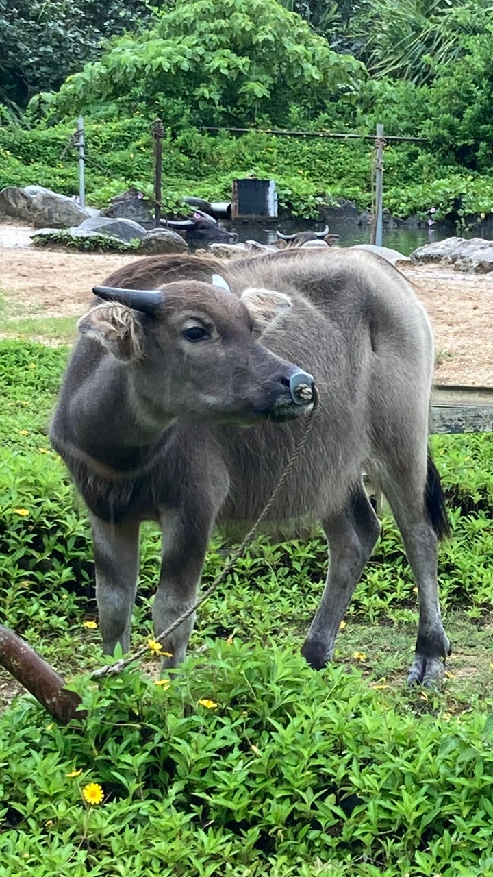 由布島の写真