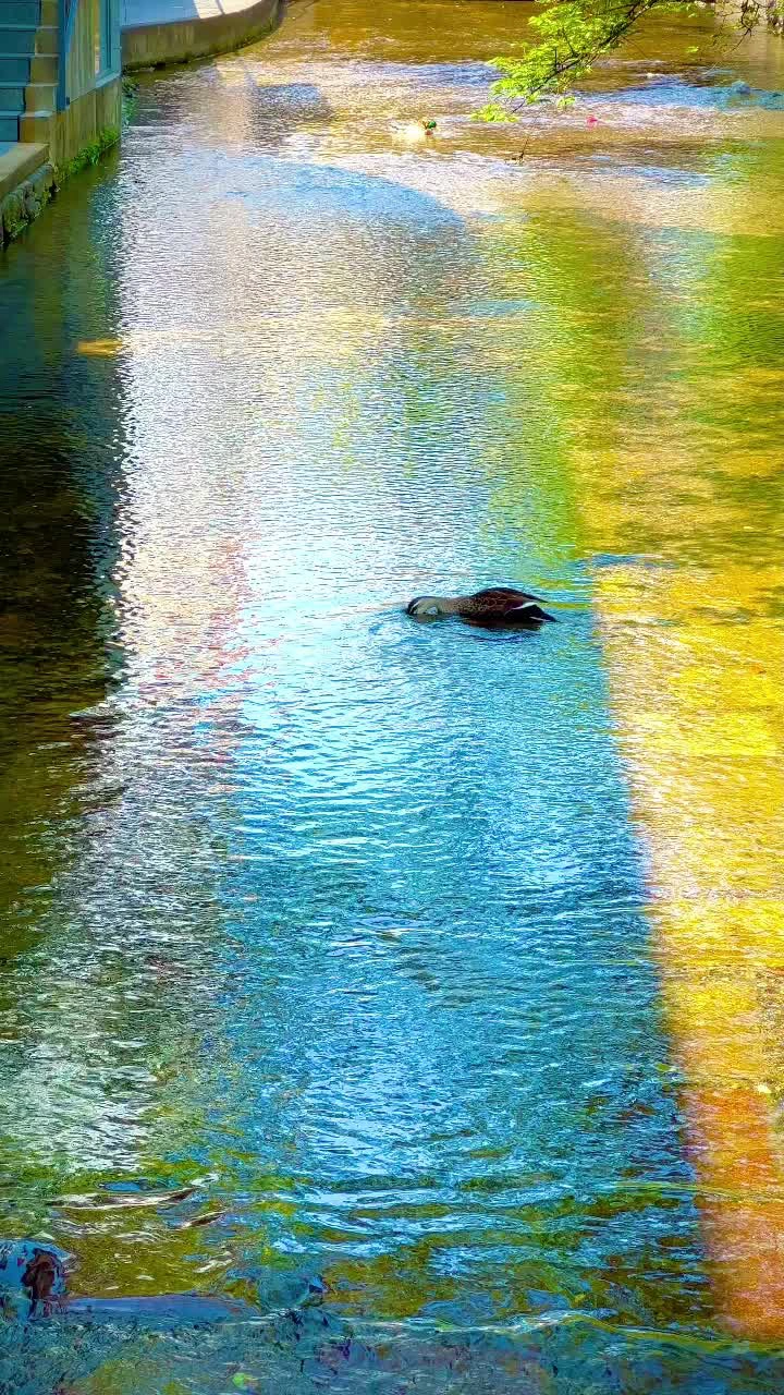 高瀬川の写真