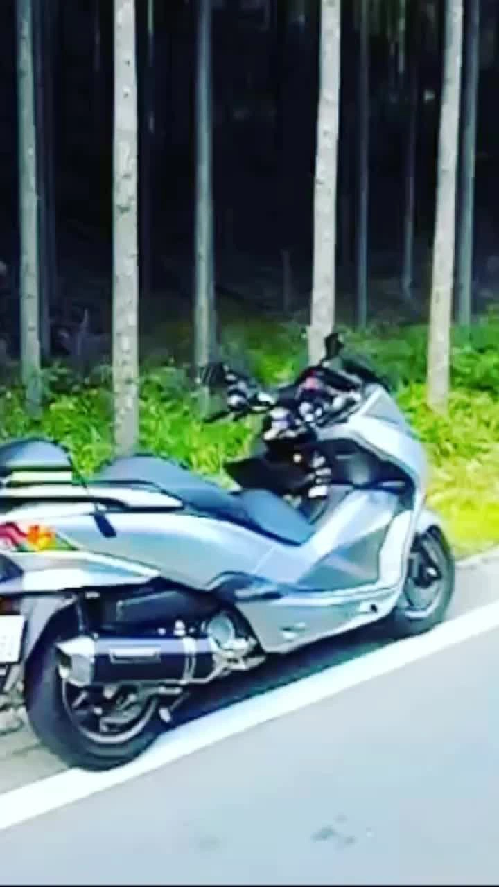 北山友禅菊の写真