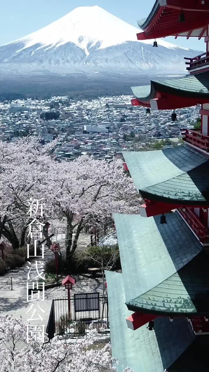 三春の滝桜の写真