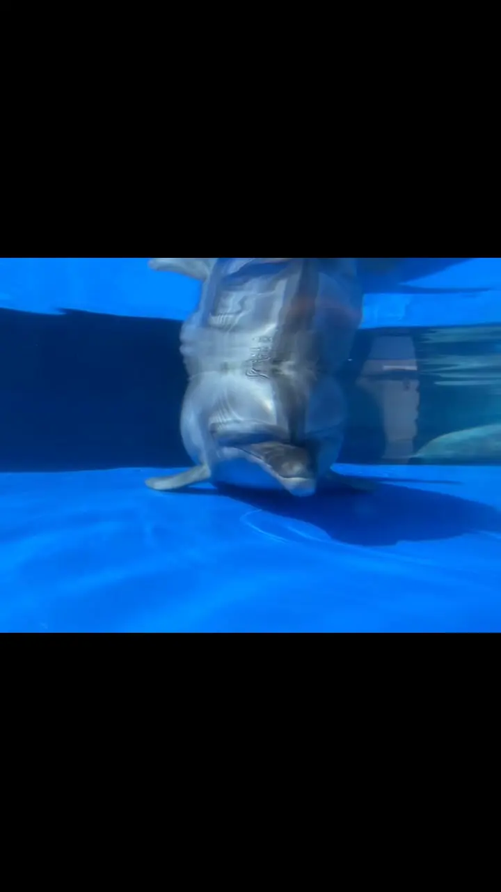 大分マリーンパレス水族館「うみたまご」の写真