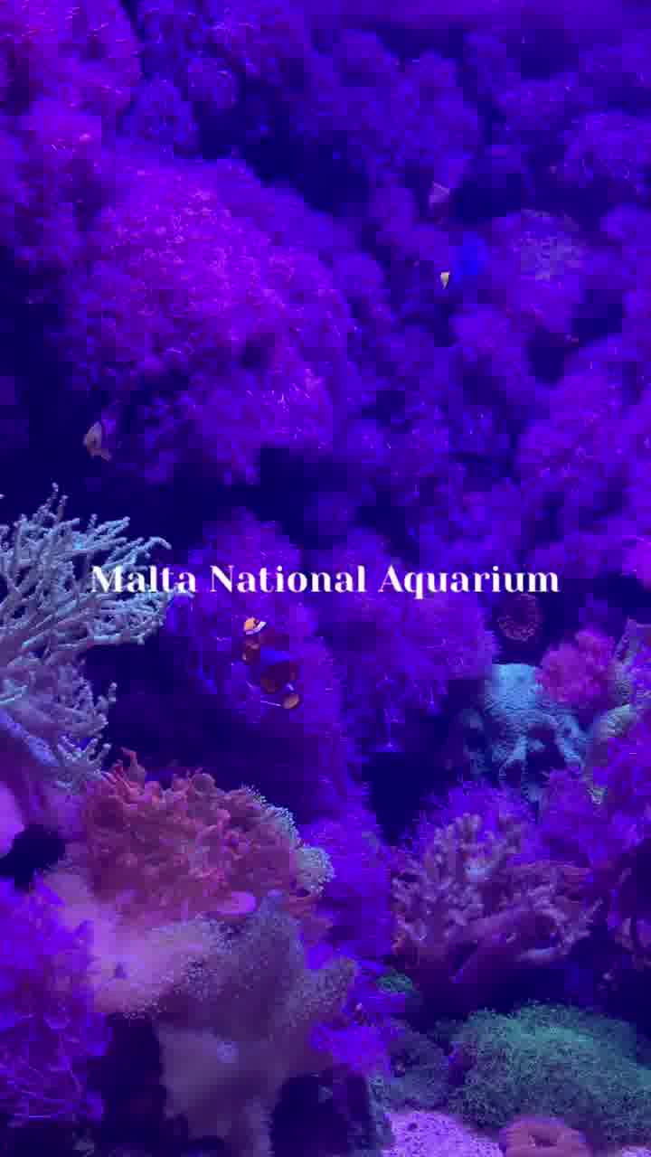 マルタ国立水族館の写真