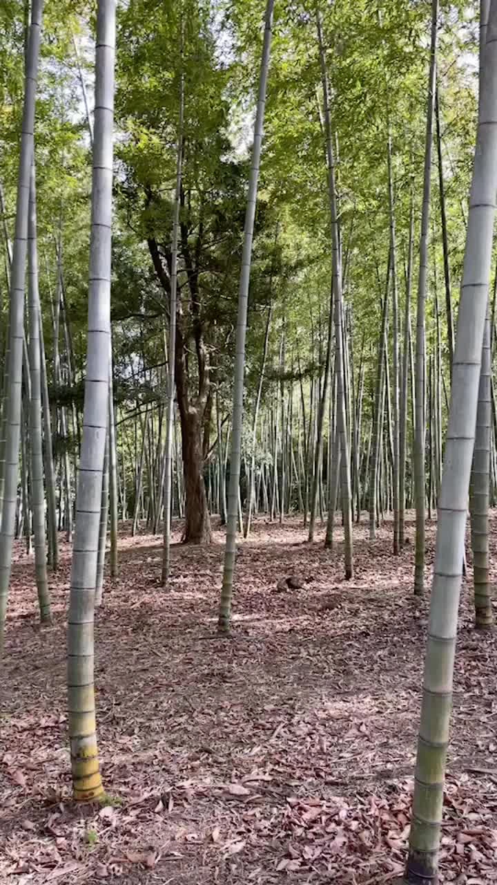 西南杜の湖畔公園の写真