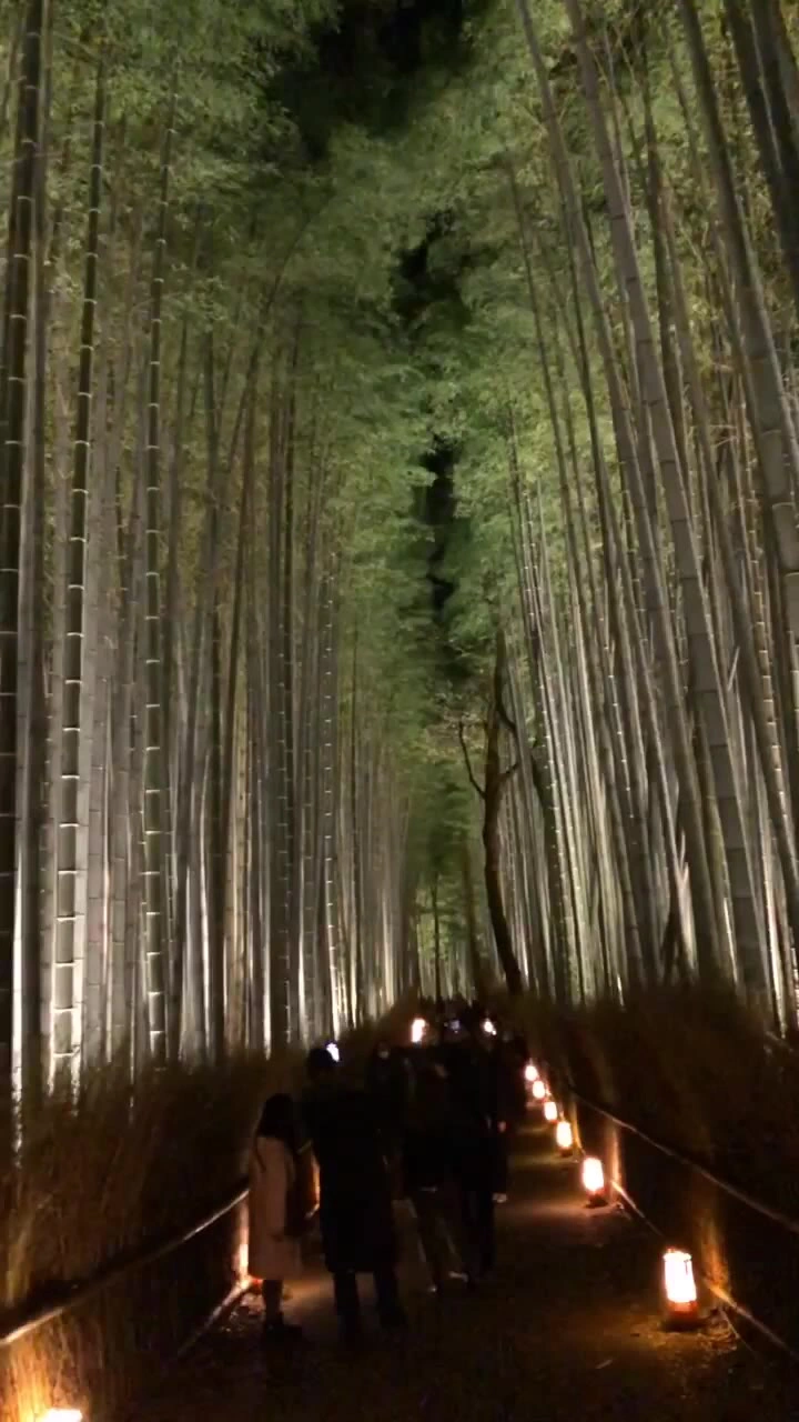 嵐山 竹林の小径の写真