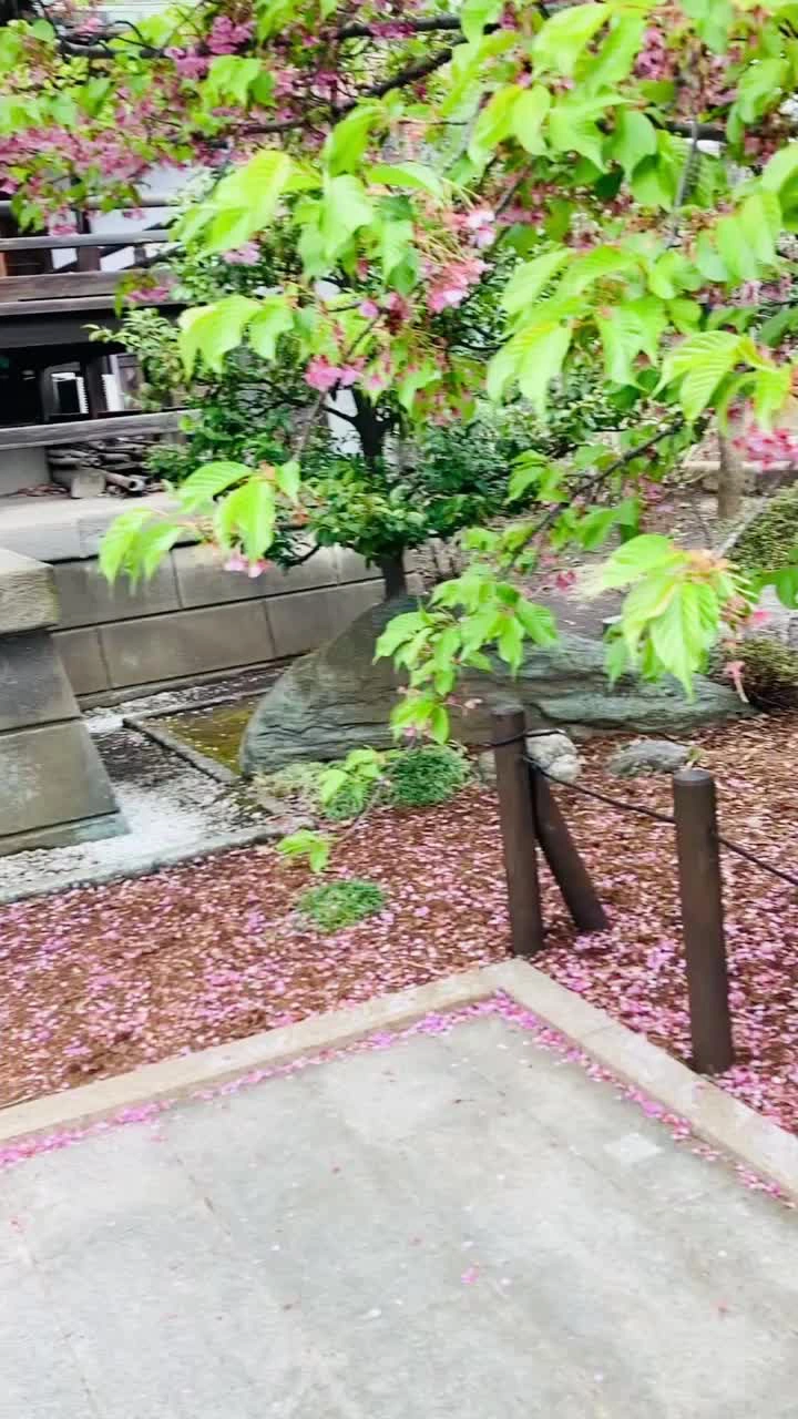 桜神宮の写真