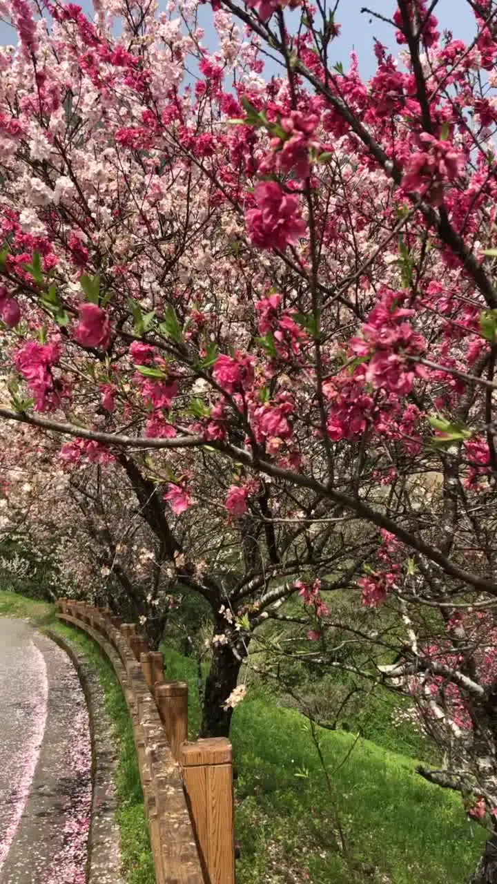 引地橋の花桃の写真