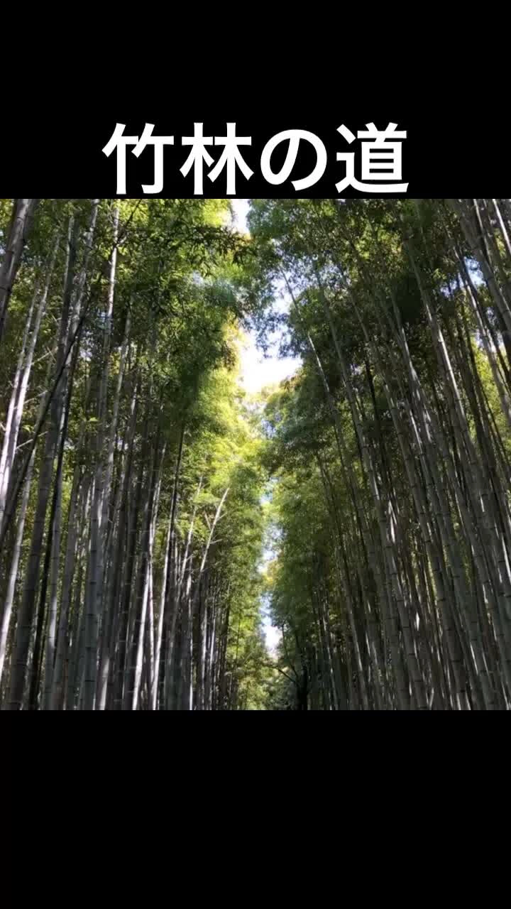 嵐山 竹林の小径の写真