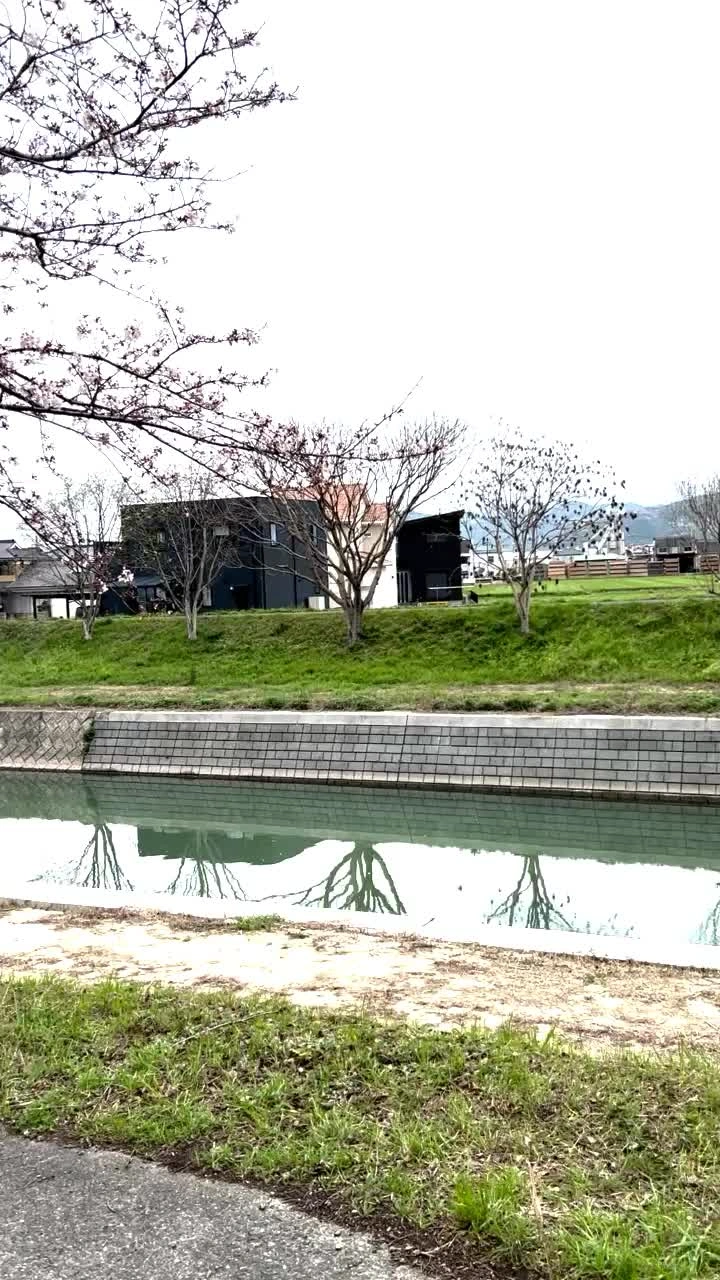 流川の桜並木の写真