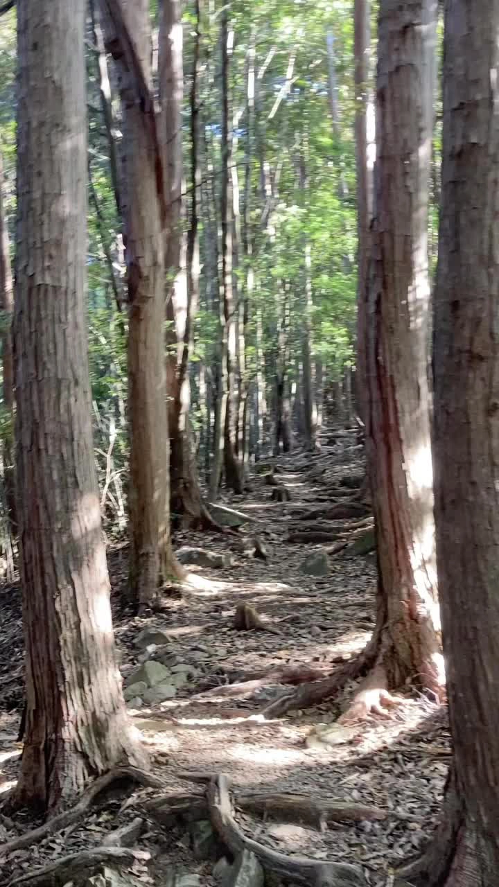 高原熊野神社の写真