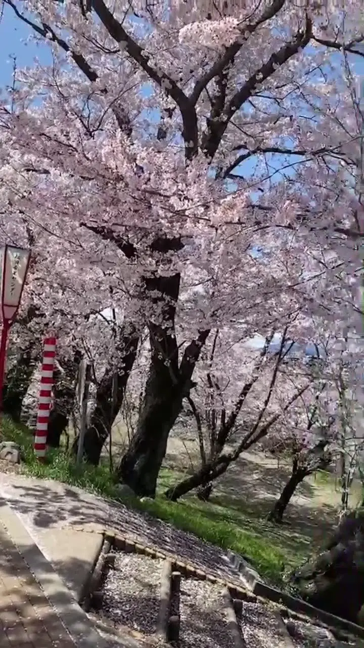 宮川堤の桜の写真