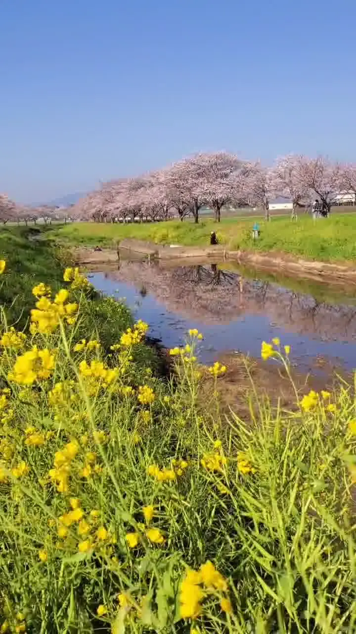 草場川の桜並木の写真